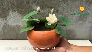 Plant super mini lotus in ceramic pot