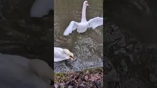 #nature