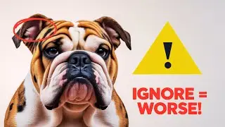 If You IGNORE THIS&hellip; Your Bulldog&rsquo;s Skin Will Get WORSE!