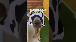 Shein haul for dogs #shorts #sheinhaul