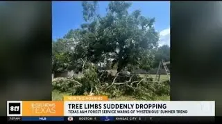 Why have tree limbs been suddenly dropping this summer?