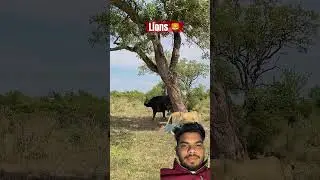 Smart lion outwits buffalo 🐃 #short #trending #teamcrazyy