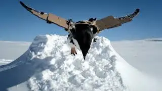 Penguin Learns to Fly? Epic Homemade Wings Fail! 😂