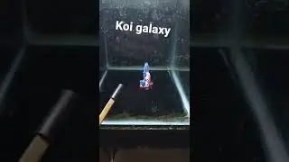 Red Koi galaxy. #betta #koigalaxy