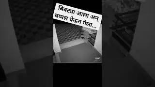बिबट्या आला अन् चप्पल घेऊन गेला #viral #maharashtra #pune #leopard #tiger #video #cctv