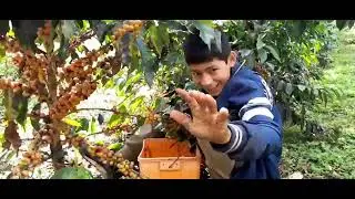 Cosecha de Café resistente a la Roya (Catuaí Amarillo).