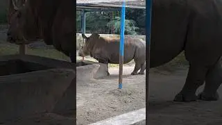 Exploring the Majestic World of Rhinoceros. #explorewithshariar #rhinoceros #zoo #shorts