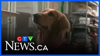 Alberta community bands together to help abandoned golden retriever