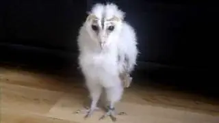Owl Dancing to Sweet Dreams