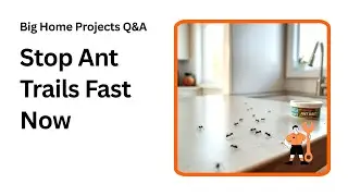 Stop Ant Trails in Your Home Fast and Easy Tips