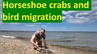Migratory flyways: importance of stopover sites