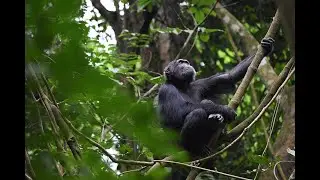 Trekking with Primates Adventure with Ian Gilby 2025