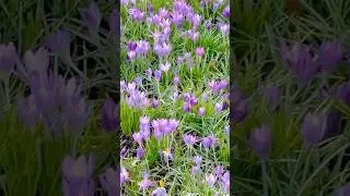 Spring Crocus in Hamburg 🌷 #germany #food #germanytourism #germancuisine #trending #kitchen