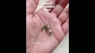 Circaea 🌿 czartawa
