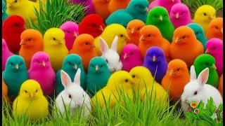 Menangkap Ayam pelangi,Bebek Lucu dan Ayam Rainbow warna warni,Bebek Angsa Kelinci Lucu!!