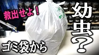 大捜索！可燃ごみの中に幼虫がいるらしいので探してみたところ…