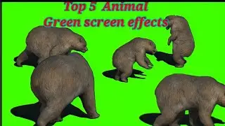 Top 5 Animal Green screen effects