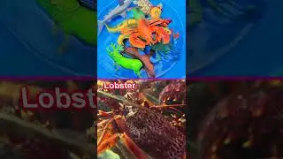 Learn Animal Names & Facts for Babies Toddlers Preschoolers Kids: Octopus Eagle Ray Shark Crab