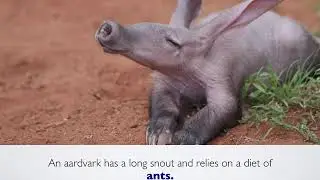 ANT Pronunciation