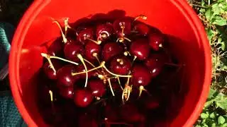 How to Pick Cherries