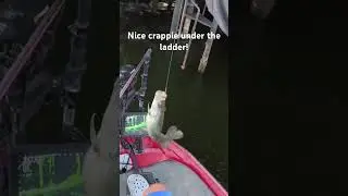 Always fish under ladders for crappie! Here is why! #crappiefishing #follow #shorts