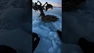 POV: Breaking Ice to Save a Frozen Duck in the Arctic 🦆 | Ultra Realistic GoPro-Style Rescue.parts 6