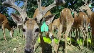 Oak Creek Whitetail Ranch Two Year Old Bone Cam (6 26 2023)