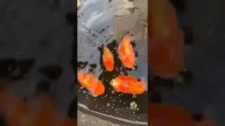 Fish eat food#beautiful #india #indonesia #love #reels #shortvideo #shortsvideo #shorts #short #cute