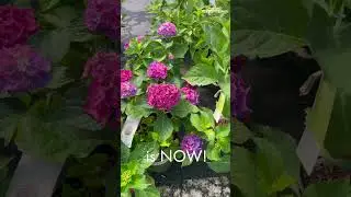 WHEN TO PLANT HYDRANGEAS? | ROSE BELLE HOME #fallgardening #hydrangeas #PLANTINGHYDRANGES