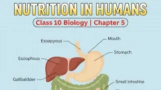 Nutrition in human beings | Human Digestive system | Class 10 biology