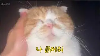 배위에 올라온 만두 북북 긁어주기 🫴🏻🫴🏻|cat asmr