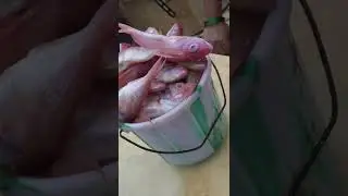 matlapalem fish market-24 #ytshorts