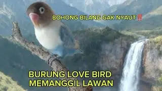 Pancingan burung love bird memanggil lawan‼️