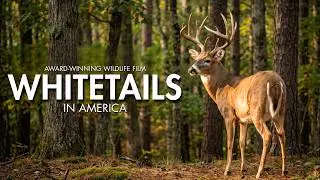 Whitetails In America - Full Documentary