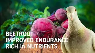 IMPROVED ENDURANCE and REDUCED LACTIC ACID with the help of BEETROOT that Rich in Nutrients