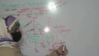 Mechanism of Photosynthesis Class 11 Biology | New syllabus (2026)