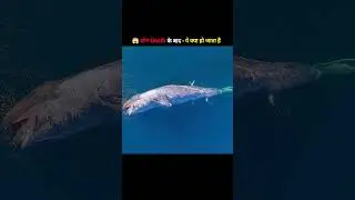 A Dead Whale Creates a Whole New Ecosystem #shorts #whale #facts