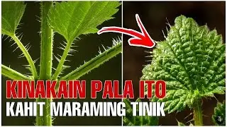 Bhes Tv; WOW KINAKAIN PALA ITO KAHIT NA NAPAKARAMING TINIK -ISANG PAMBIHIRANG HALAMAN NGAYONG 2026
