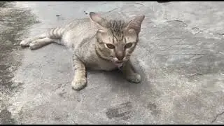This is a cute cat Trending Funny Animals 2026😽Funniest Dogs and Cats😸
