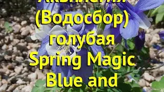 Аквилегия голубая Спринг Мэджик Блу энд Уайт. Обзор aquilegia caerulea Spring Magic Blue and White