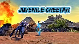 Guild Wars 2 Path of Fire : Soulbeast Pet : Juvenile Cheetah Guide