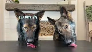 Dogs Review Different Foods: Picky Doggo vs Doggo Dumpster (Part 4) RAW MEATS