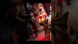 Hero Dog & Rescuer Save Cat From Subway Tracks  Animal Rescue #rescue #shorts #herodog #animalrescue