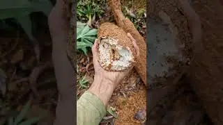 Giant Cassava