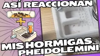 ¡Mudanza de hormigas en acción!