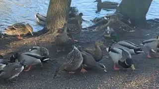 Duck feed frenzy
