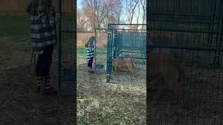 YARD TIME FOR XXL AMERICAN BULLY BUSTER 🦁 #americanbully  #xxl #shorts