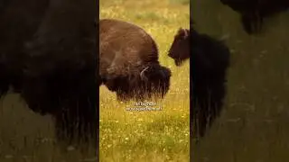 Bison bull fighting for females and territory #bison #animals #wildlife #fighting