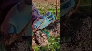 Poda de dos guías en la uva #trabajando #trabajosdecampo #poda
