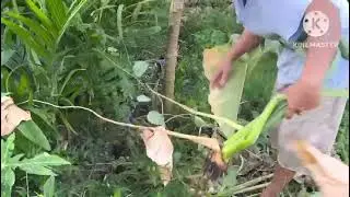 Fral (Uproot)